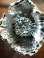 Sidabrinės aguonos - Image 3