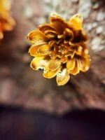 Auksuota vandens lelija - Image 2