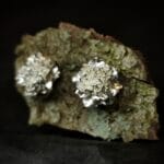 Sidabriniai gvazdikai