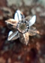 Sidabriniai narcizai - Image 4