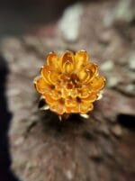 Auksuota vandens lelija - Image 3