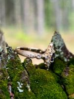 Mėlyna žvaigždė – Paveikslėlis 3